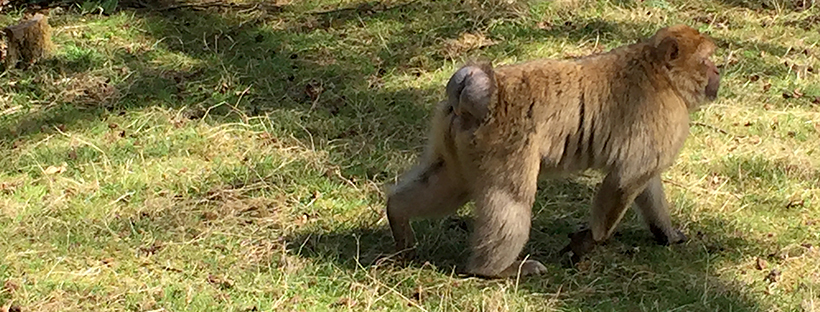 The Macaques of Stoke on Trent