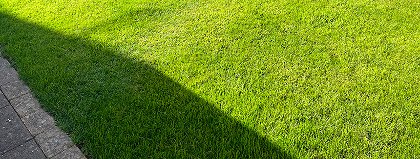 Lawn in recovery