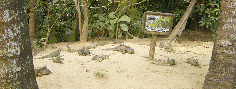 Gumbalimba Park, Roatan, Honduras