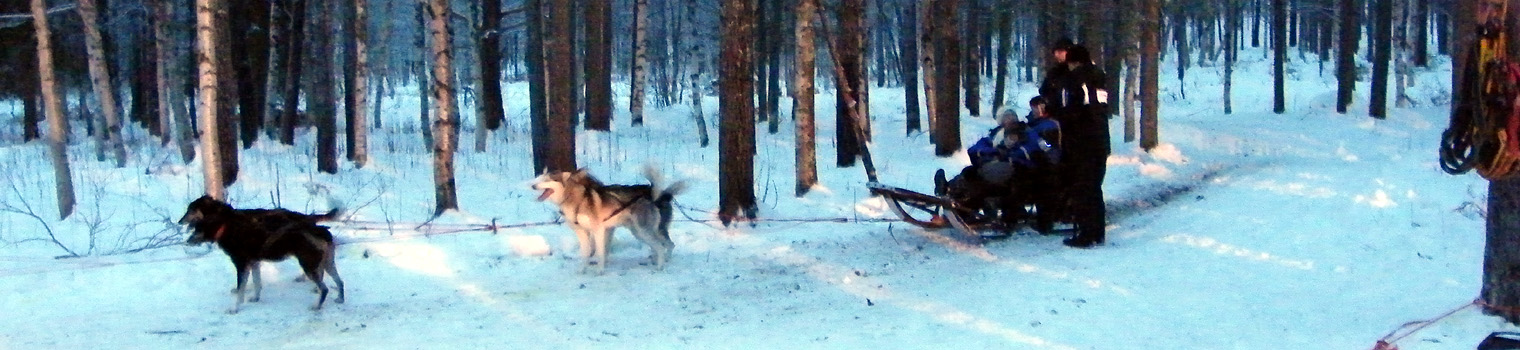 Reindeers and huskies and Santa, oh my!